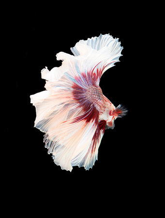 Beautiful colorsHalfmoon Betta capture the moving moment beautiful of siam betta fish in thailand on...