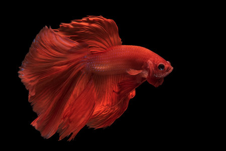 Beautiful colorsHalfmoon Betta capture the moving moment beautiful of siam betta fish in thailand on...