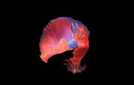 Beautiful colorsHalfmoon Betta capture the moving moment beautiful of siam betta fish in thailand on...