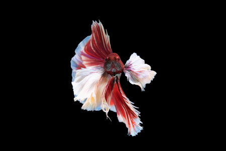 Beautiful colorsHalfmoon Betta capture the moving moment beautiful of siam betta fish in thailand on...
