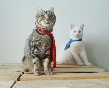 Cats hero