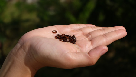 acacia seedの写真素材