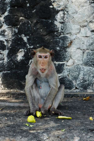 monkeyの写真素材
