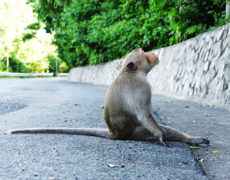 monkey