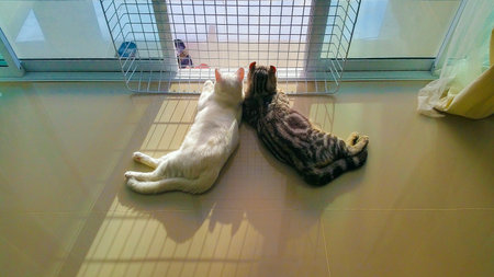 Sunset Viewの素材