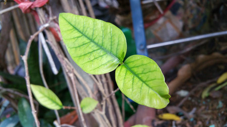 gardenia leaves