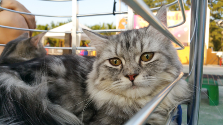 catsの写真素材