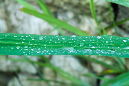 Water droplets on leavesの写真素材