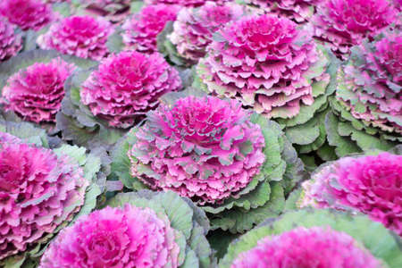 background Rose garden in the daytimeの写真素材
