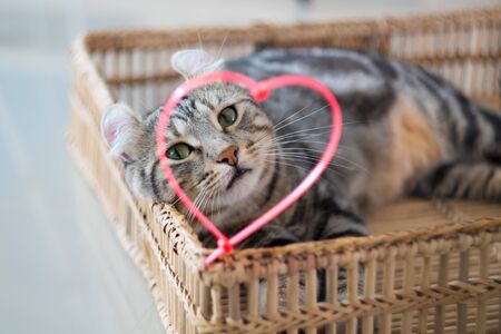 Look through your heart, you will see me .handsome catの写真素材