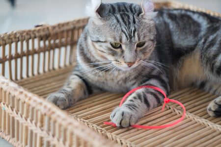 A touch of love Cats being fun to play pink Cable Tie heartの写真素材