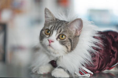 Dress your beautiful cats in the house .の写真素材