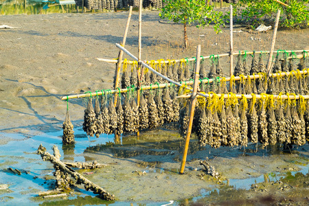 The oyster Farm in Daytimeの写真素材