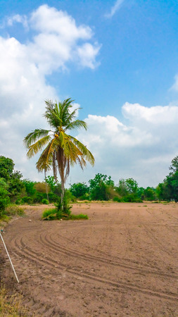 Coconut trees on a plot of soilの写真素材