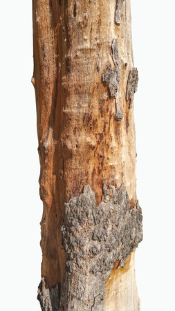 Background wood from the treesの写真素材
