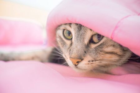 The cat in the houseの写真素材