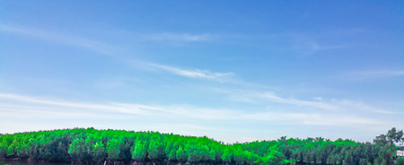 mangrove forest Customize colors fairy tale toneの写真素材
