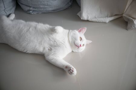 The cat in the houseの写真素材