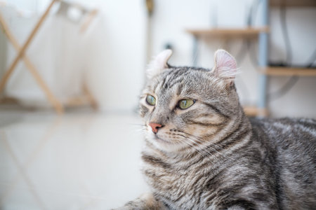 American Curl Cats in my house, it was looking at you .