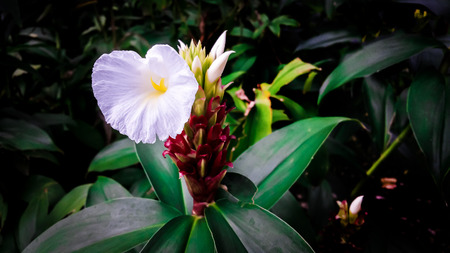 Low-Key Photo ,Flowers at night.の写真素材