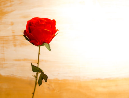 Red Roses flower for Valentine Day . Customize colors Vintage retro and old film Toneの写真素材