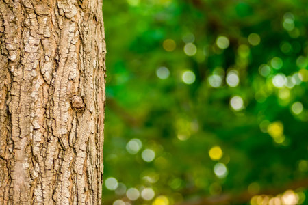 Surface trees wooden in the forest , Skin of wood cracking , Beautiful nature