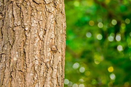 Surface trees wooden in the forest , Skin of wood cracking , Beautiful natureの写真素材
