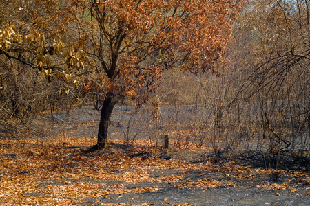 Black ashes of after forest fire in summer Caused by global warming .の写真素材