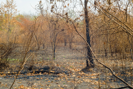 Black ashes of after forest fire in summer Caused by global warming .の写真素材