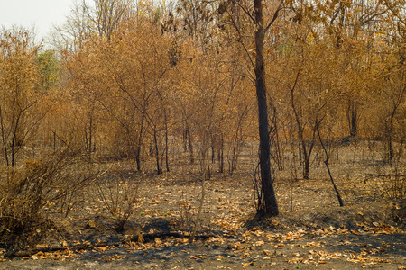 Black ashes of after forest fire in summer Caused by global warming .の写真素材