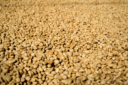 Fresh coffee beans process Sun bath .の写真素材
