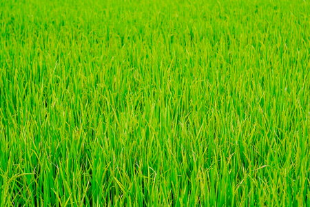 background cornfield . Green Terraced Rice Field in Thailandの写真素材