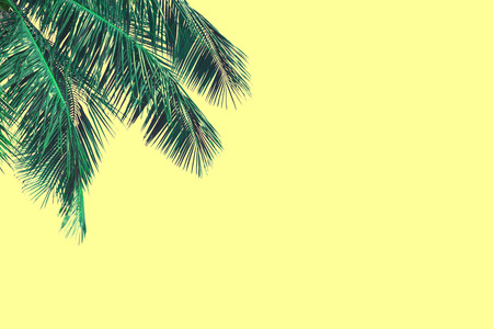Hello summer floral with tropical green leaves Concept. coconut palm leaves isolated on Yellow backgroundの写真素材