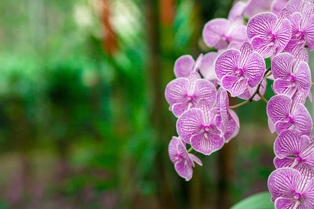 Refreshed Phalaenopsis Orchid Blooming flowers Joyful in Spring flower garden Colorful .の写真素材