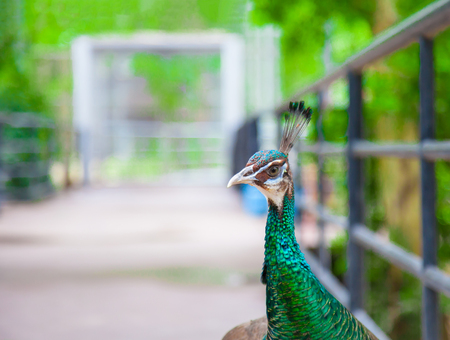 Peacock showing its beautiful feathers Spread tail-feathers are Flirt of peahen peacock are dating .の写真素材