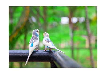 Love bird or Little parrot are happy and Flirt of dating on the tree .の写真素材