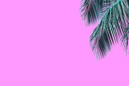 Hello summer floral with tropical green leaves Concept. coconut palm leaves isolated on Pink backgroundの写真素材