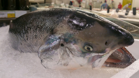 Salmon fish lying in the ice on the display in the Fresh fish market or supermarket.の写真素材
