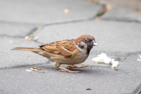 Sparrow bird or urasian Tree Sparrow ( Passer montanus ) standing on ground and Eating by the roadsideの写真素材