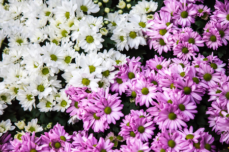 Refreshed Blooming flowers garden Joyful in Spring flower Colorful .の写真素材
