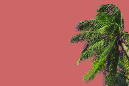 Hello summer floral with tropical green leaves Concept. coconut palm leaves isolated on Pink backgroundの写真素材