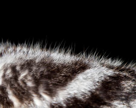 Fur cat or wool texturesの写真素材