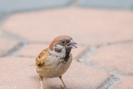 Sparrow bird or urasian Tree Sparrow ( Passer montanus ) standing on ground and Eating by the roadsideの写真素材