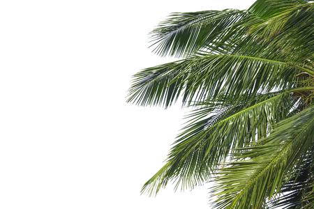 Hello summer floral with tropical green leaves Concept. coconut palm leaves isolated on white backgroundの写真素材