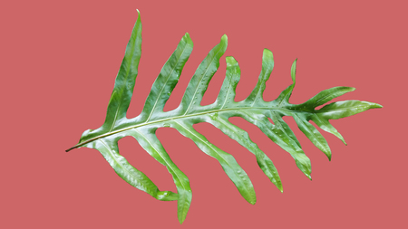Hello summer floral with tropical green leaves Concept. palm leaves isolated on Pink backgroundの写真素材