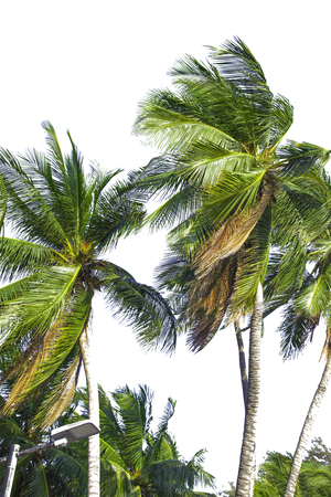 Hello summer floral with tropical green leaves Concept. coconut palm leaves isolated on white backgroundの写真素材
