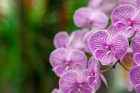 Refreshed Phalaenopsis Orchid Blooming flowers Joyful in Spring flower garden Colorful .の写真素材
