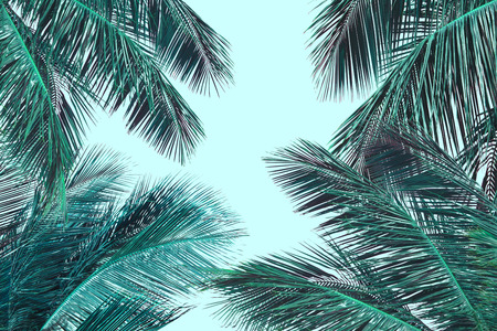 Hello summer floral with tropical green leaves Concept. coconut palm leaves isolated on Blue backgroundの写真素材