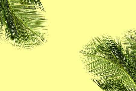 Hello summer floral with tropical green leaves Concept. coconut palm leaves isolated on Yellow backgroundの写真素材