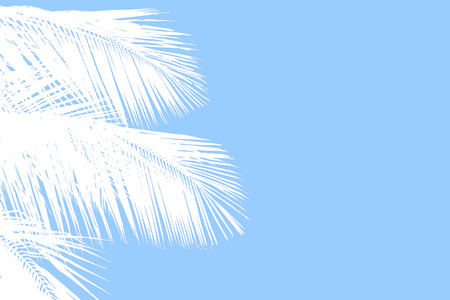 Hello summer floral with tropical leaves Concept. coconut palm leaves background, can be used for display or enter text and montage anything your .の写真素材